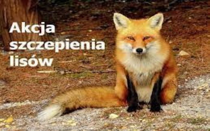 akcja szczepienia lisów